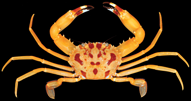 Carupa ohashii, Christmas Island crabs, Christmas Island, crab