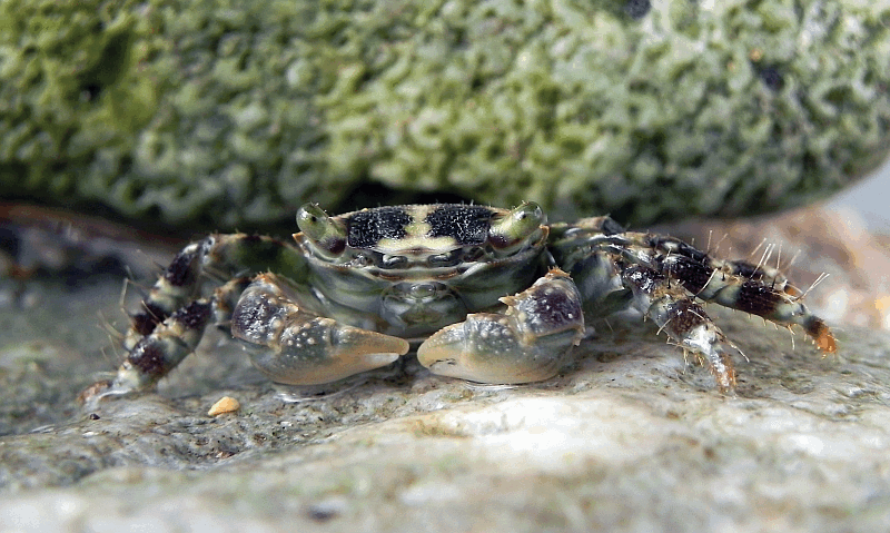 Pleated rock crab