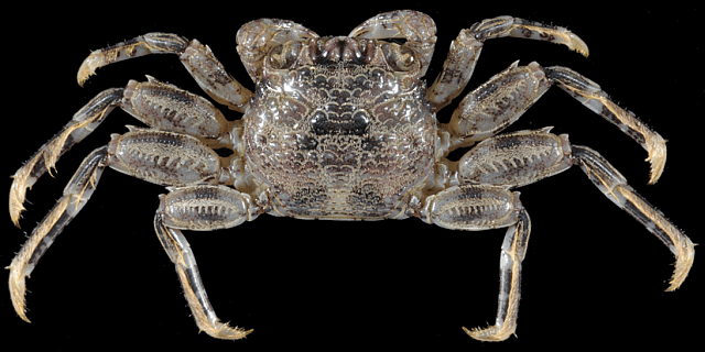 Plagusia squamosa, Scaly rock crab, Christmas Island crabs, crab