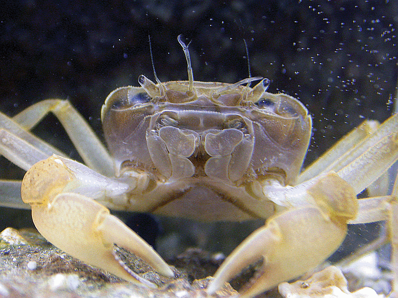 Christmas Island crabs, hicks' cave crab, orcovita hicksi, Christmas Island, Max Orchard