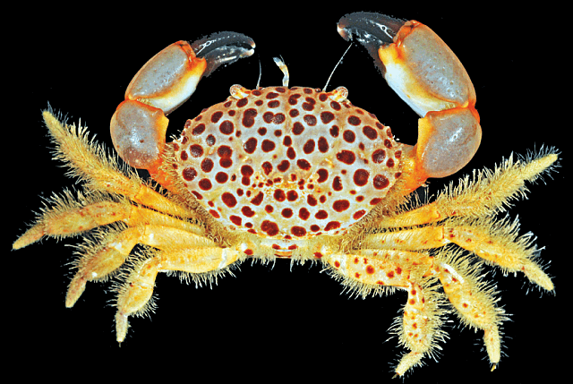 Lachnopodius ponapensis, crabs, Christmas Island crabs