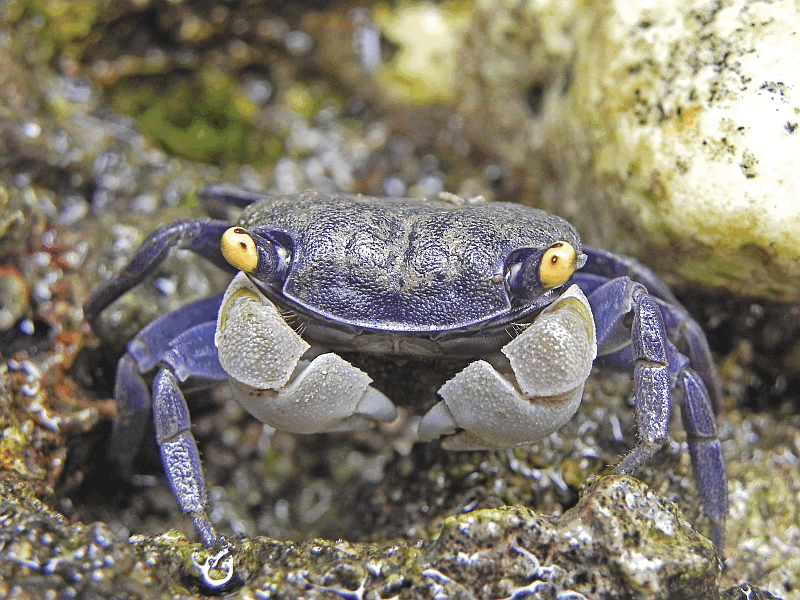 Yellow-eyed crab