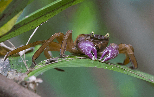 White-stripe crab