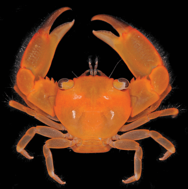 Coral crab, Trapezia globosa, Christmas Island crabs