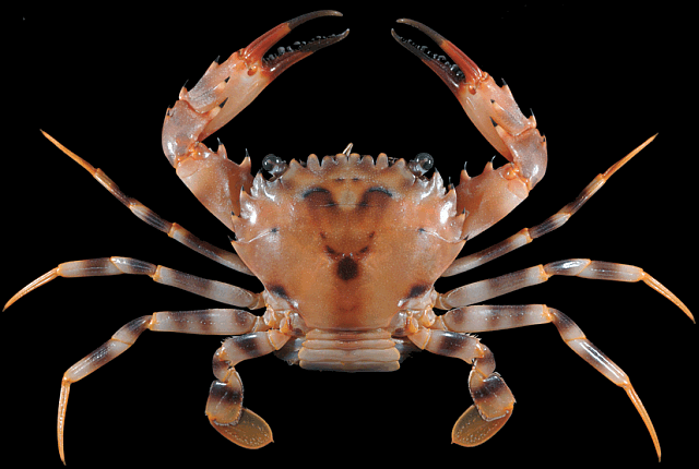 Gonioinfradens paucidentata, Christmas Island crabs, crab