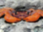Red nipper crab