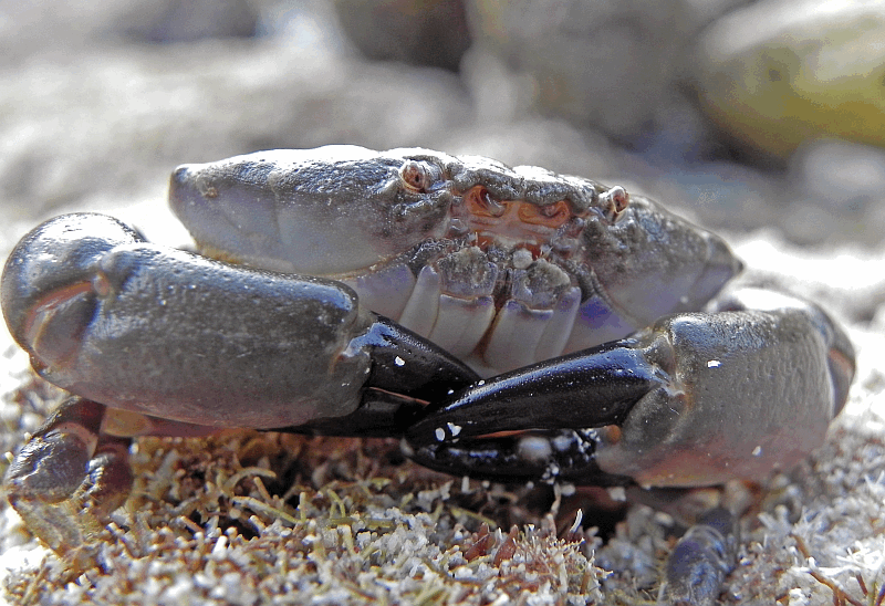 Rubble crab