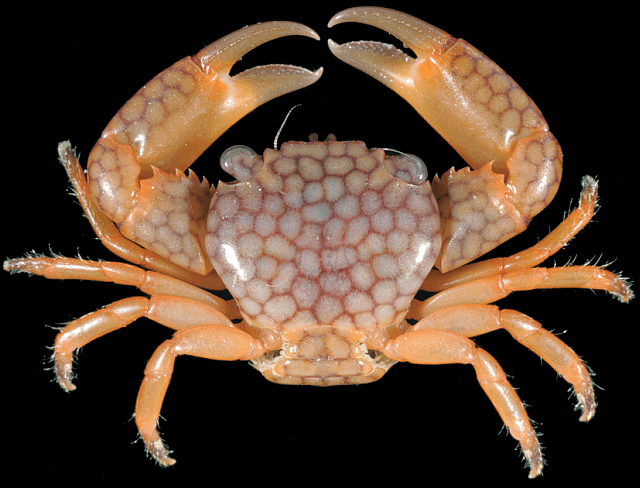 Coral crab, Trapezia septata, Christmas Island crabs