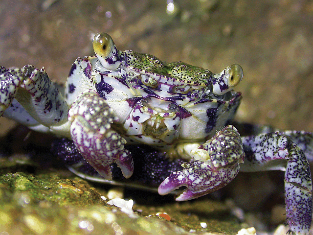 Grapsus albolineatus