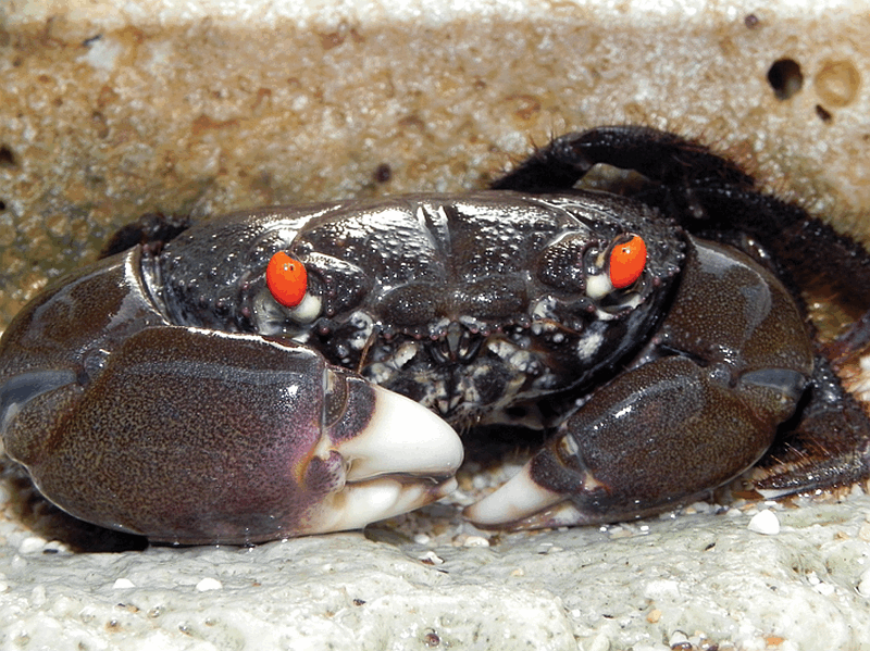 Red-eyed rock crab