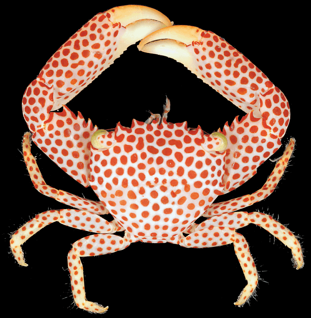 Жабры краба. Пятнистый коралловый краб. Trapezia Crab rufopunctata. Красный краб Геншин босс.