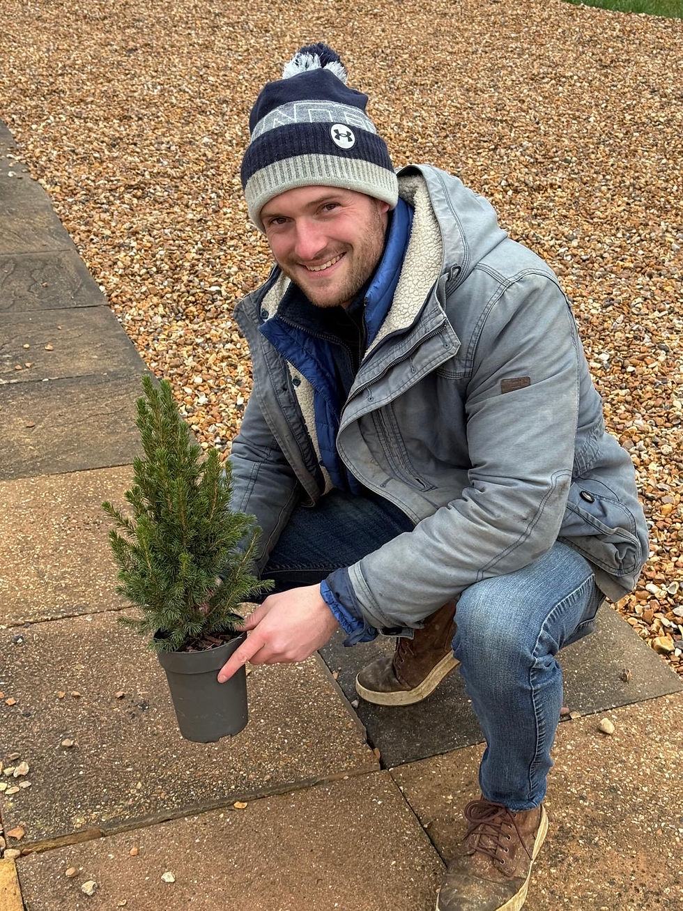 Thumbnail: Mini Christmas Tree (Dwarf White Spruce)