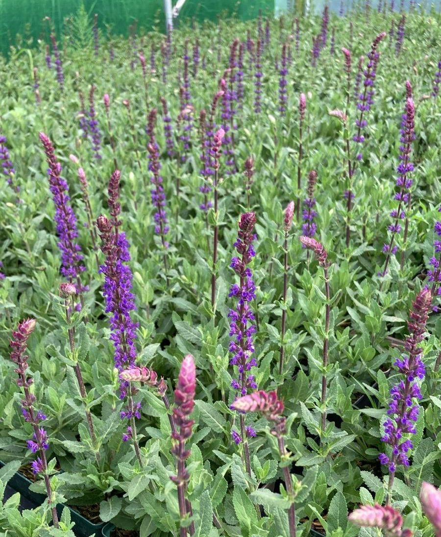 Thumbnail: Salvia nemorosa Caradonna