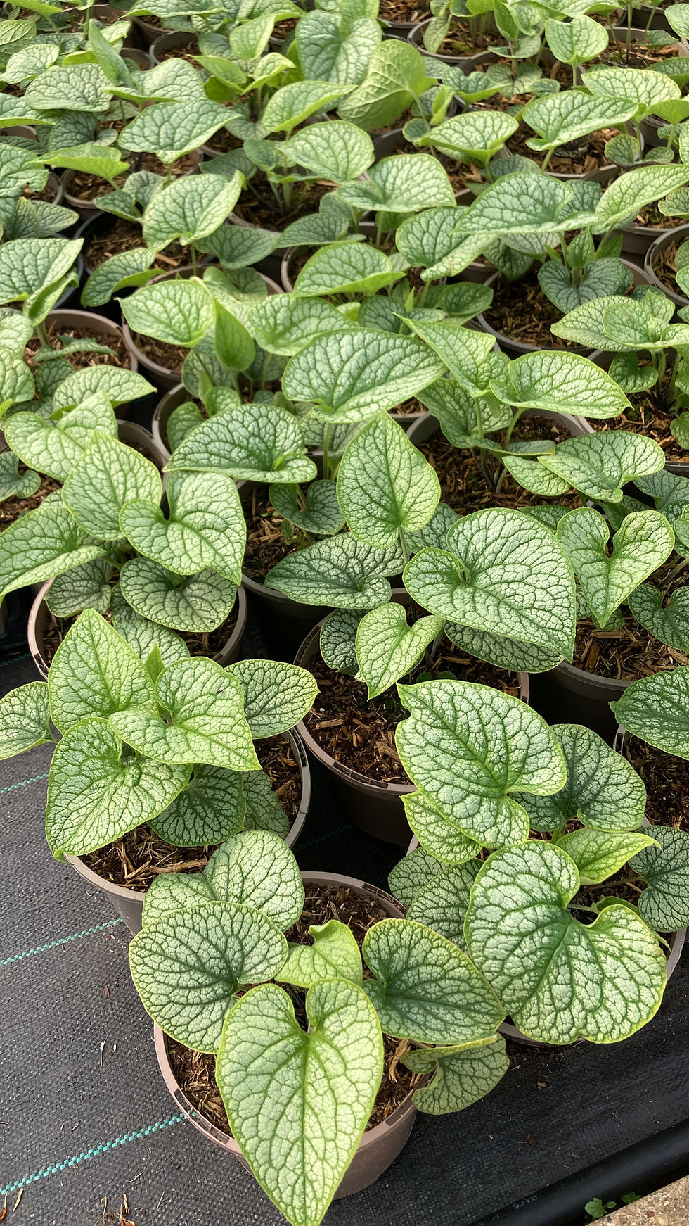 Thumbnail: Brunnera Jack Frost