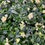 Thumbnail: Christmas Rose (Helleborus Nigre)