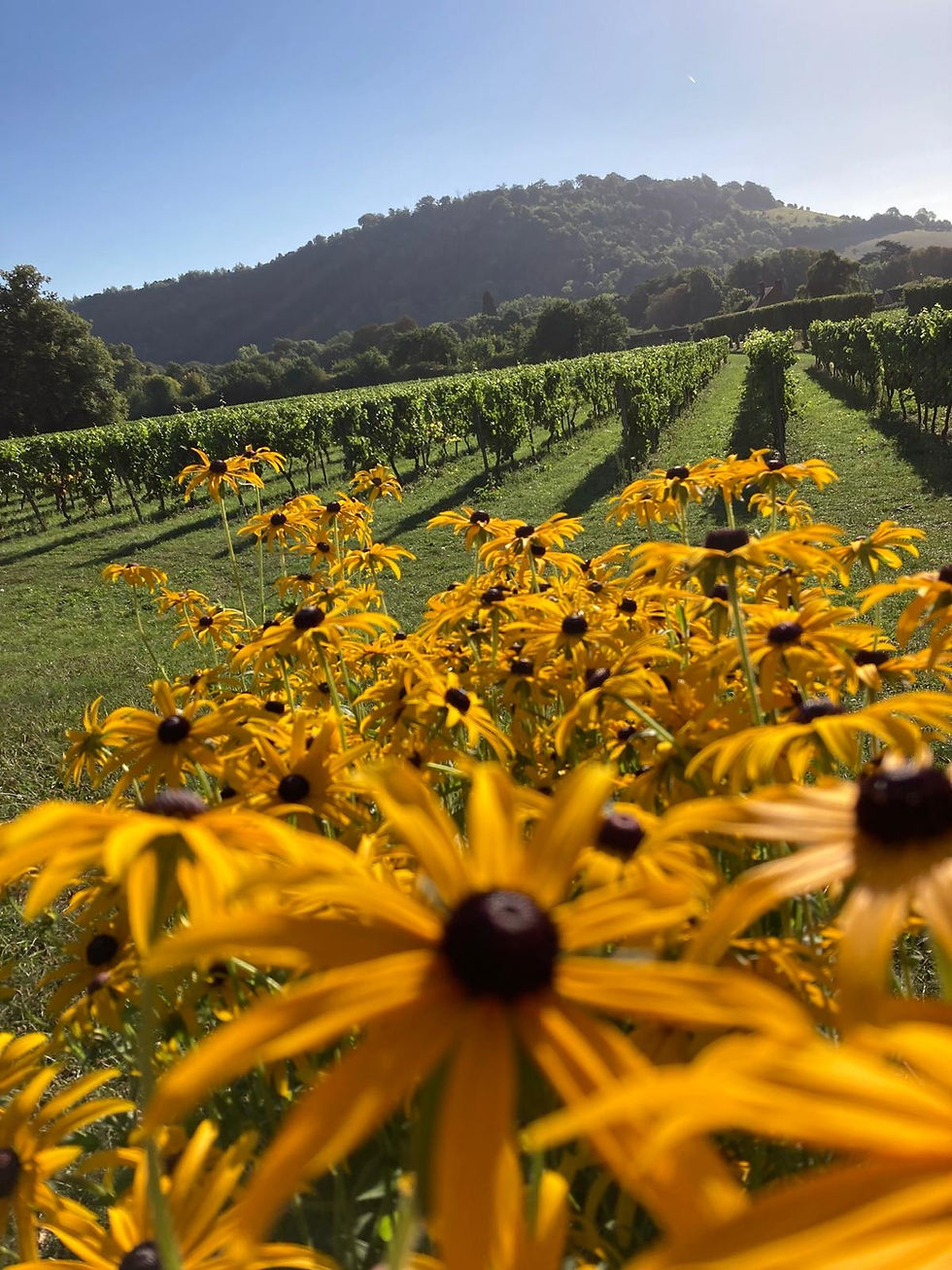 Thumbnail: Rudbeckia fulgida Goldsturm