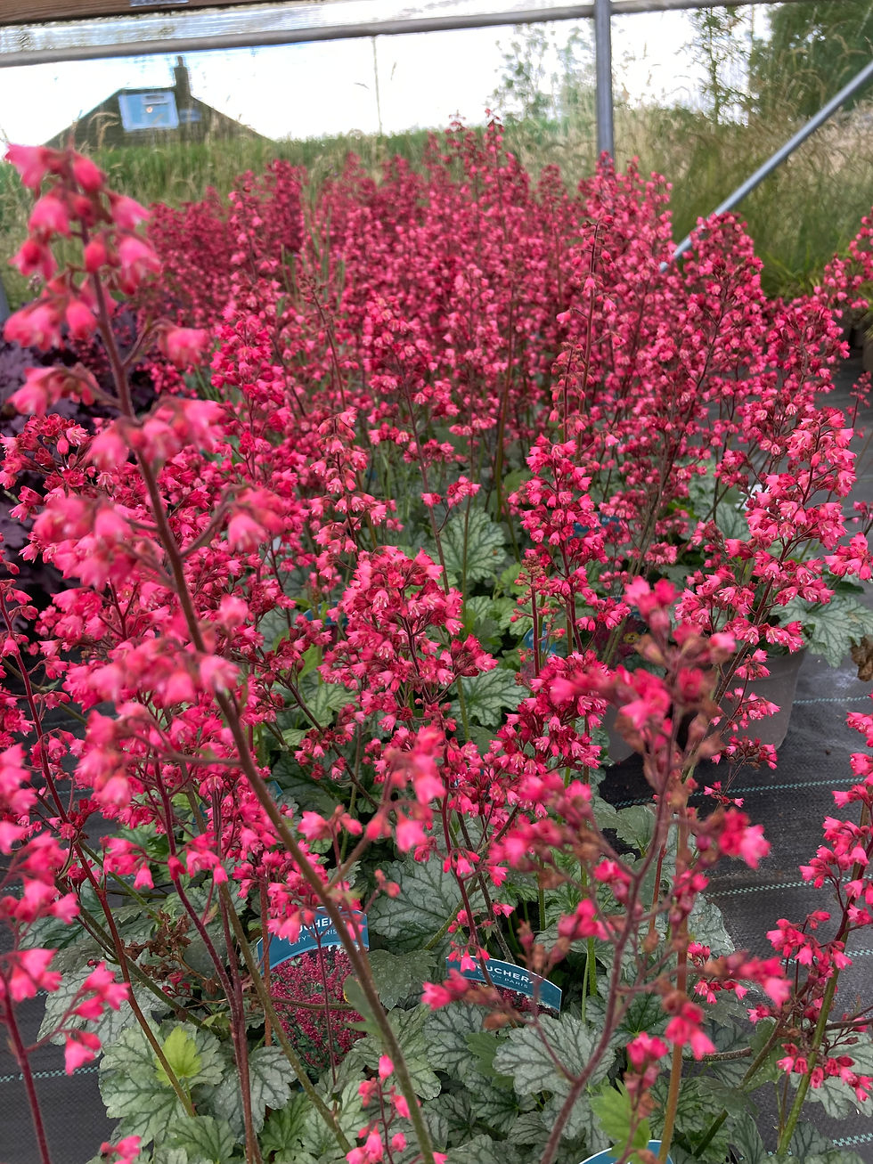 Thumbnail: Heuchera Paris