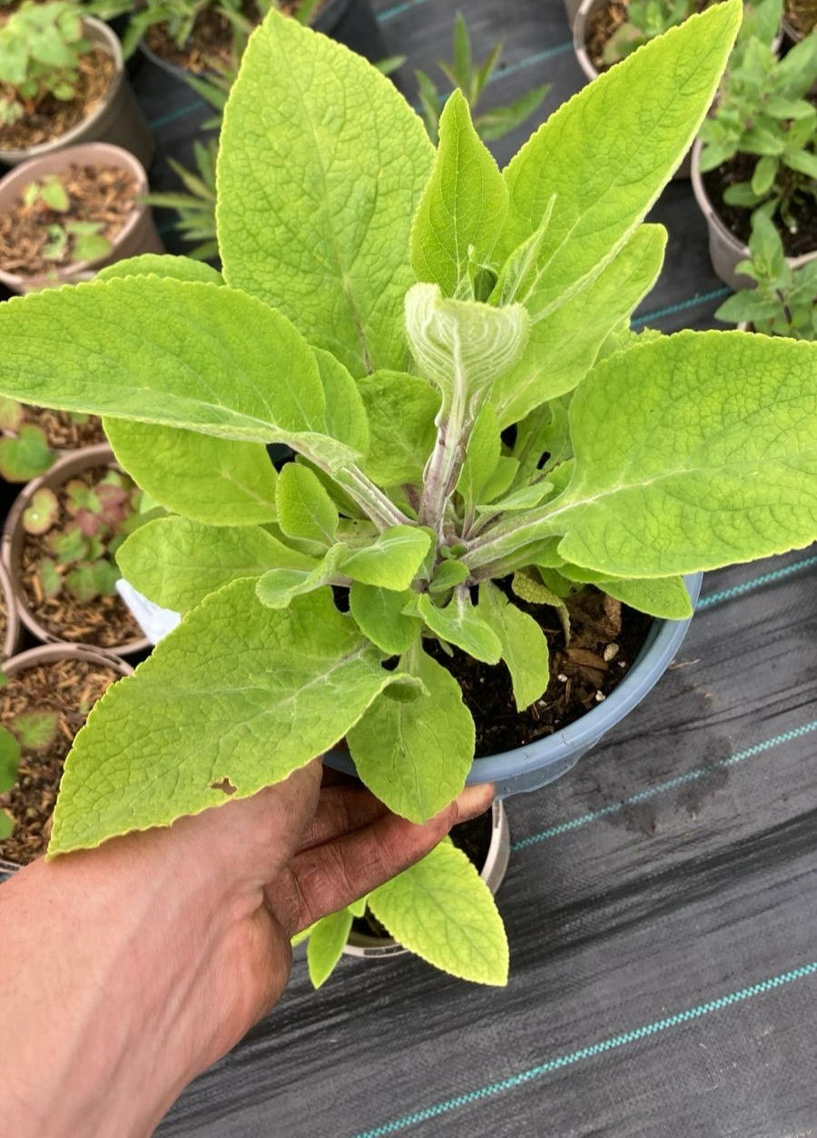 Thumbnail: Foxglove Digitalis Purpurea