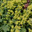 Thumbnail: Alchemilla mollis Irish Silk