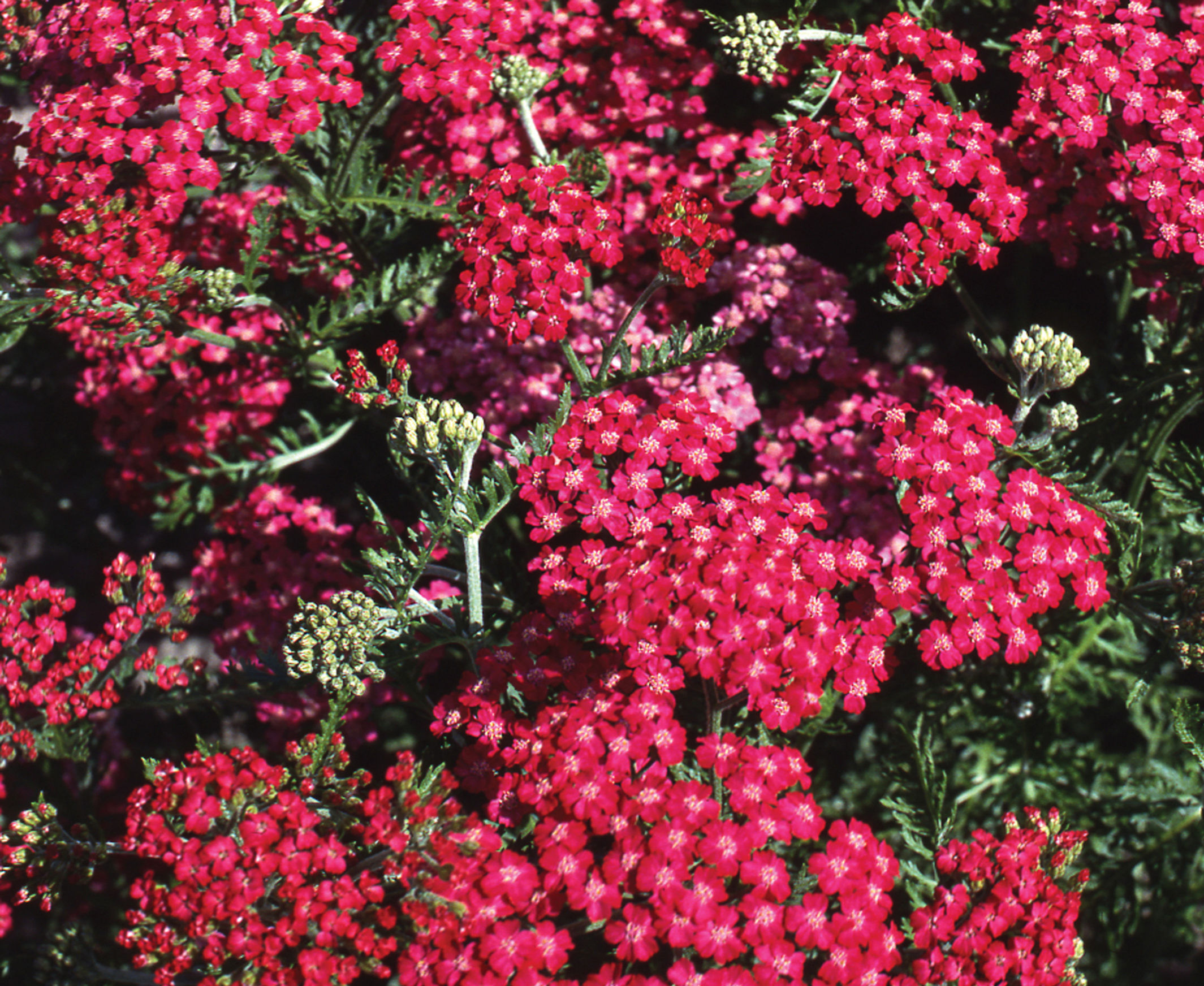Achillea millefolium Cerise Queen