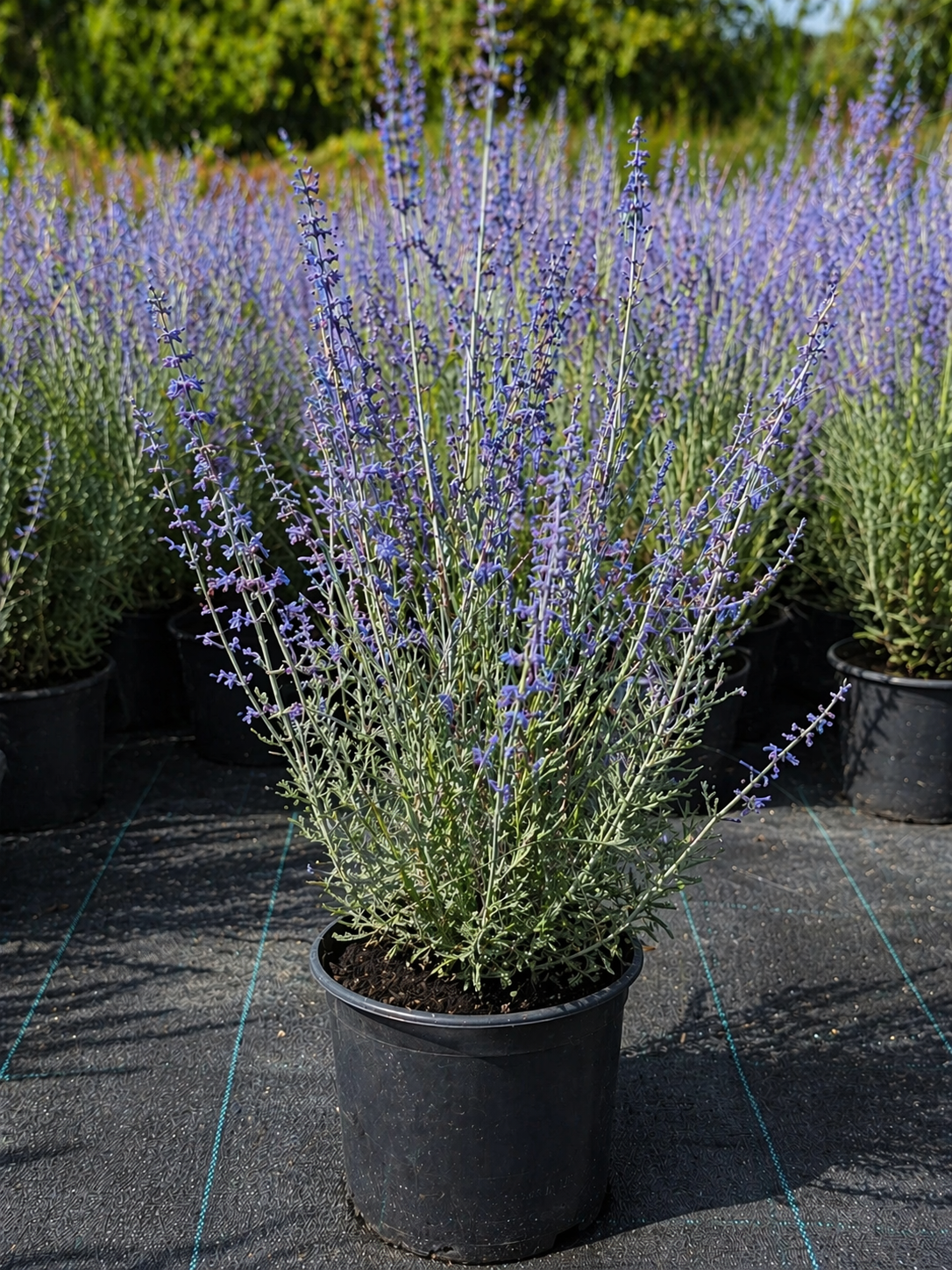 Perovskia Little Spire