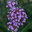 Thumbnail: Verbena Bonnie Blue