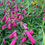 Thumbnail: Penstemon Garnet