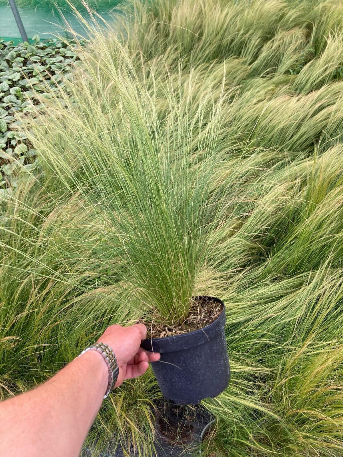 Ponytail Grass (Stipa Tenuissima)
