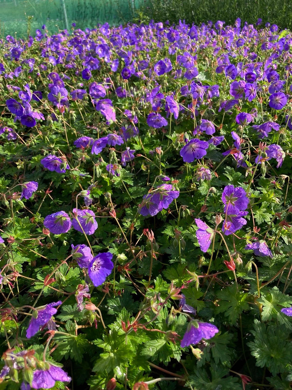 Thumbnail: Geranium Rozanne