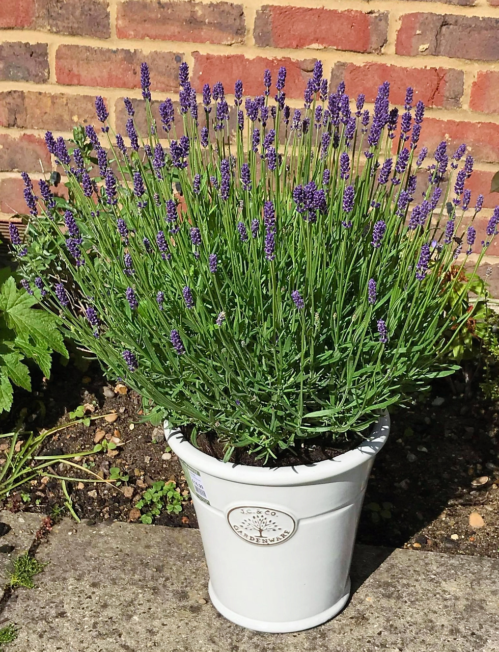 Thumbnail: English Lavender (Hidcote)