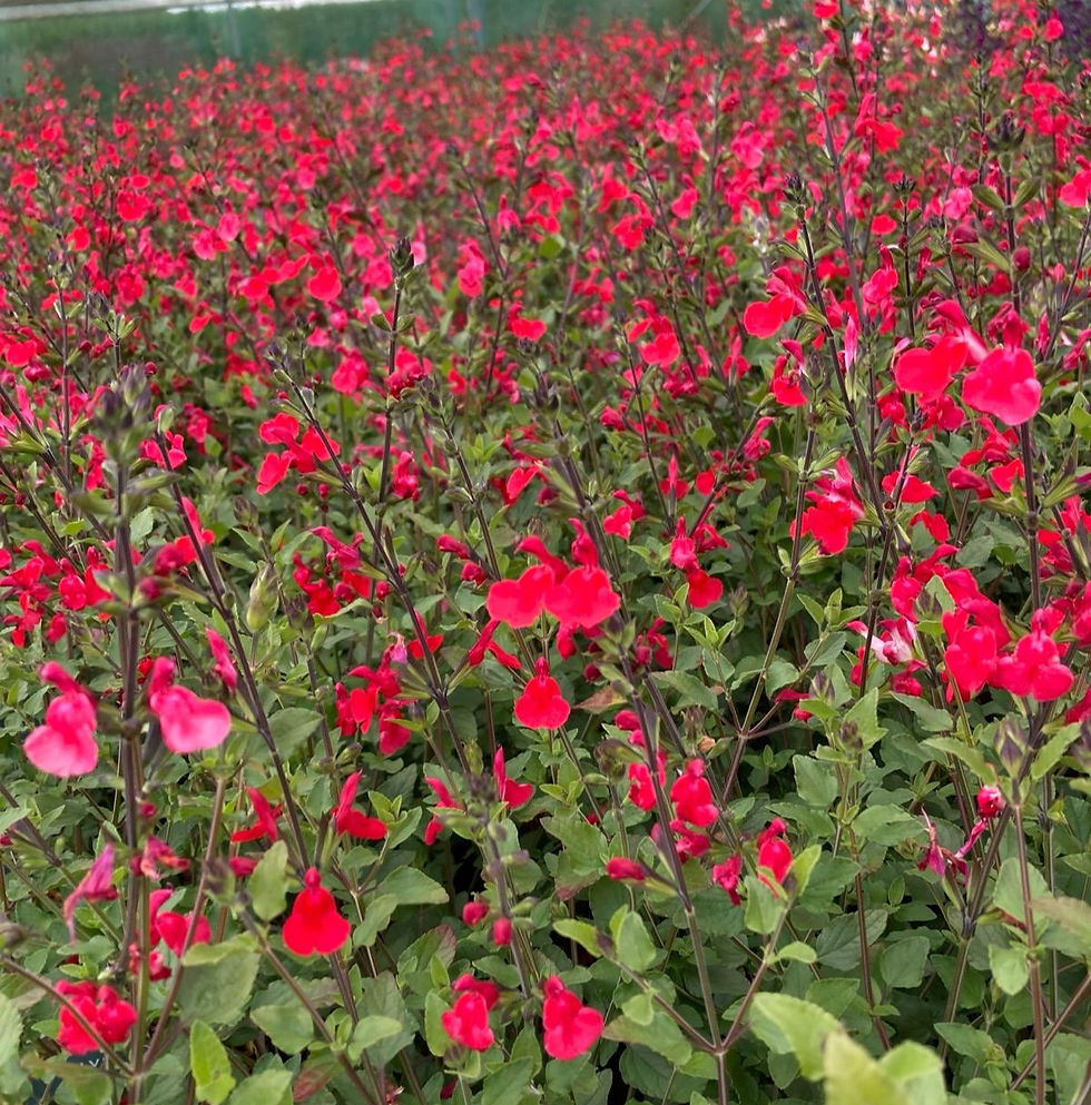 Thumbnail: Salvia Hot Lips