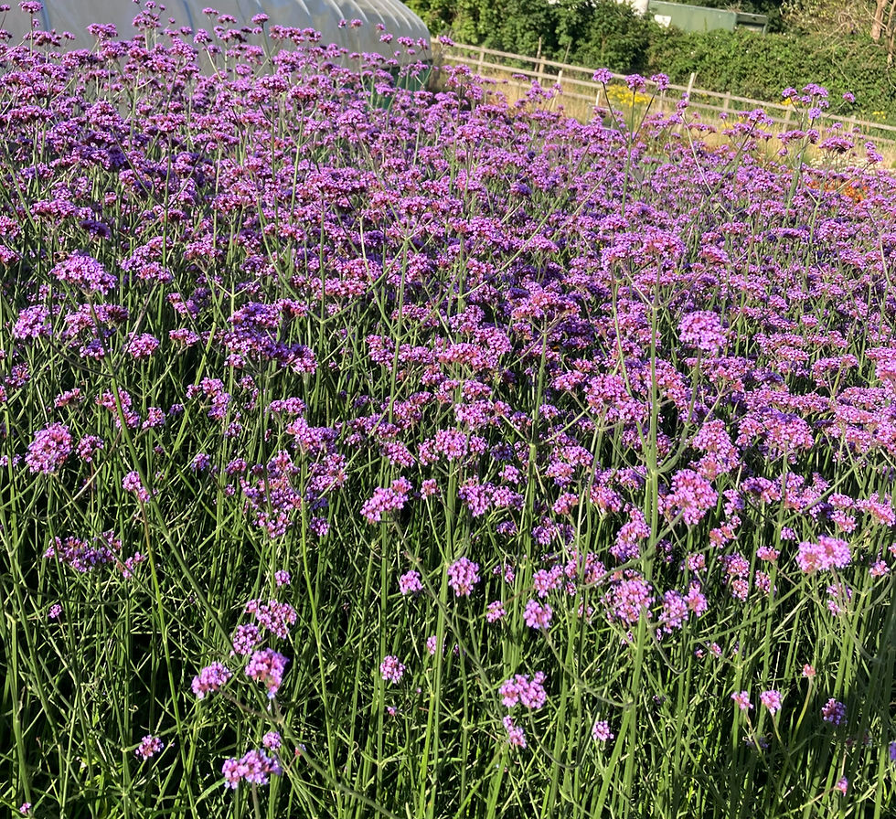 Thumbnail: Verbena Bonariensis