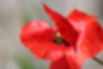 Coquelicot