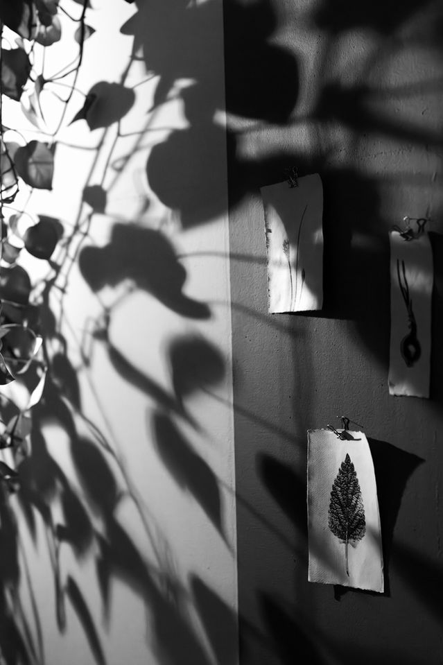 Light Shadow 