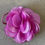 Miniatura: Cor PINK Flor de seda