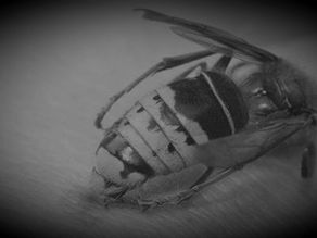 #vss365 Sting