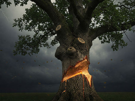 #vss365 Oak