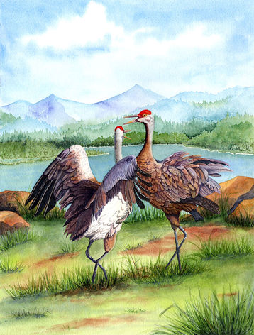Watercolor painting of a pair of Sandhill Cranes performing a mating dance