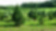 tree.field.jpg