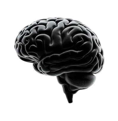 brain.webp