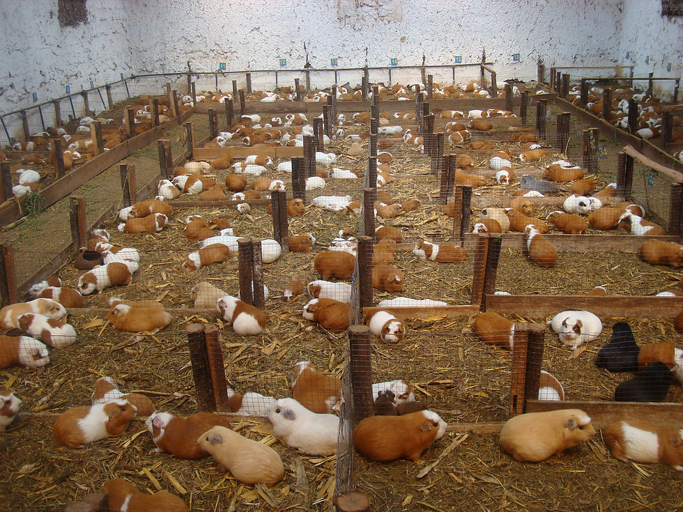 Granja_de_cuyes_en_ecuador..JPG