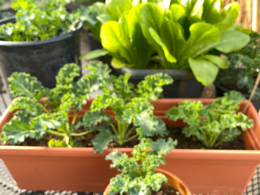 Romain lettuce and Kale