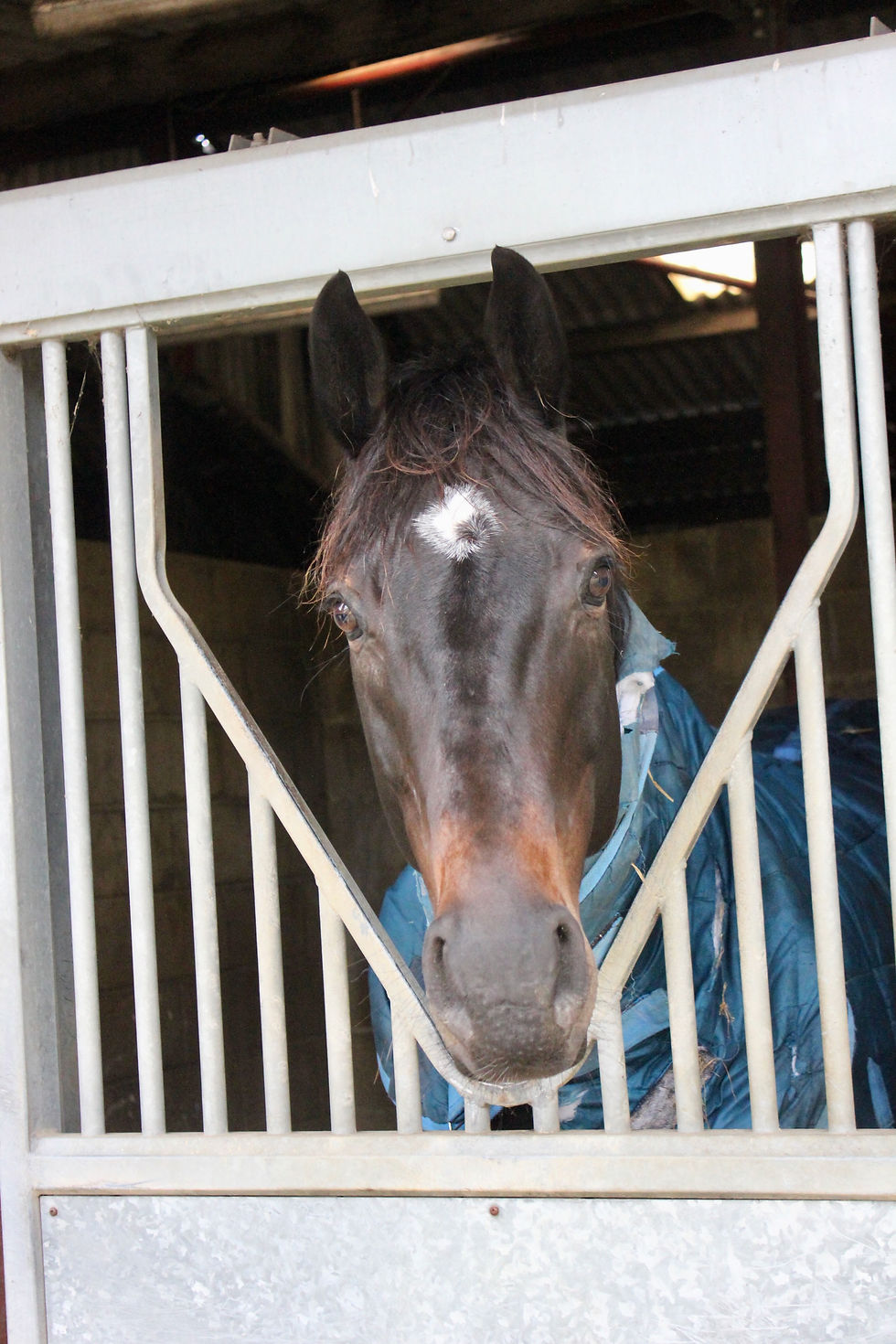 Gladiateddi says hello