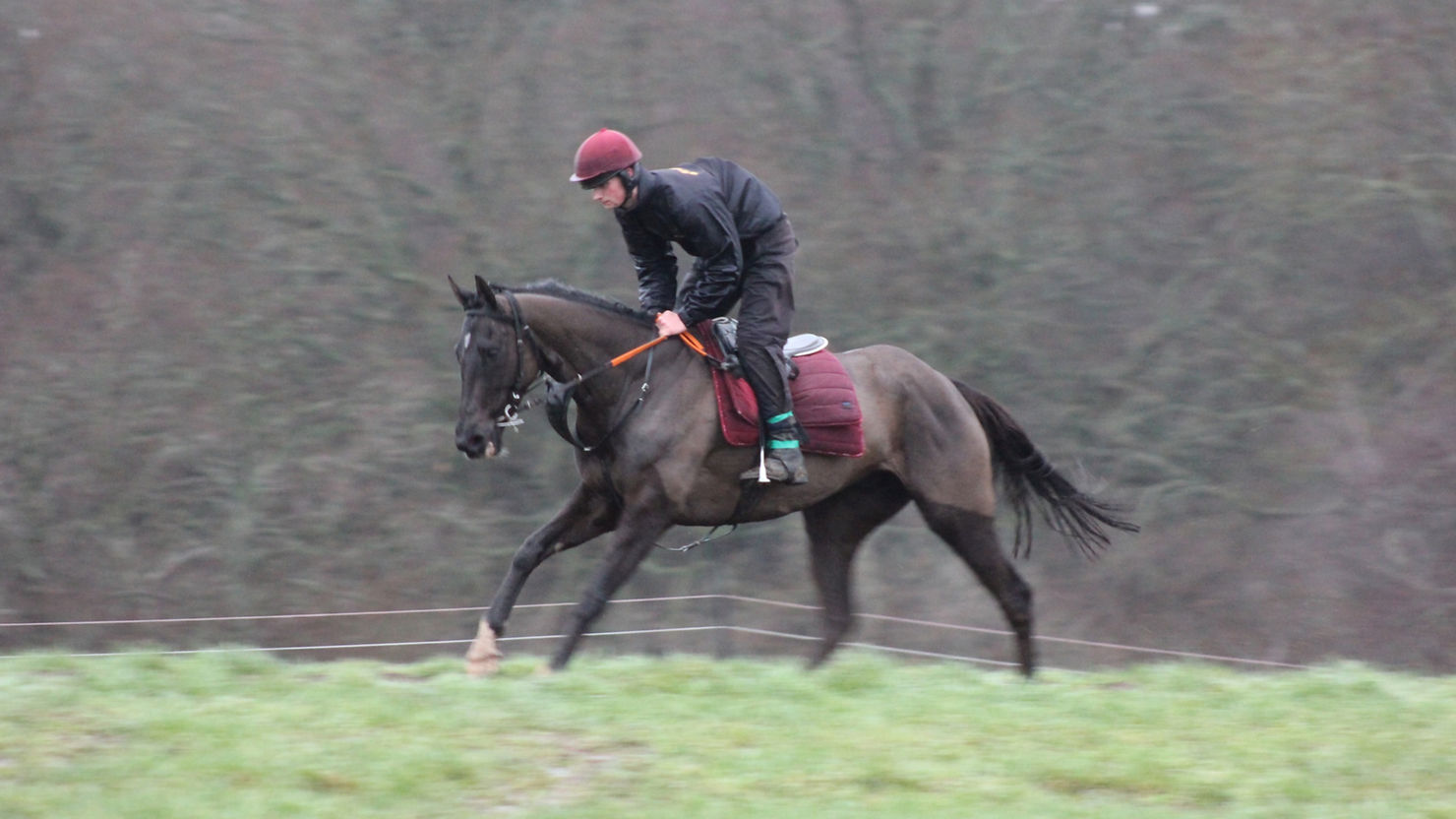 Tom Britten TRAINER TALK: TOM BRITTEN | Pointing West Mercian