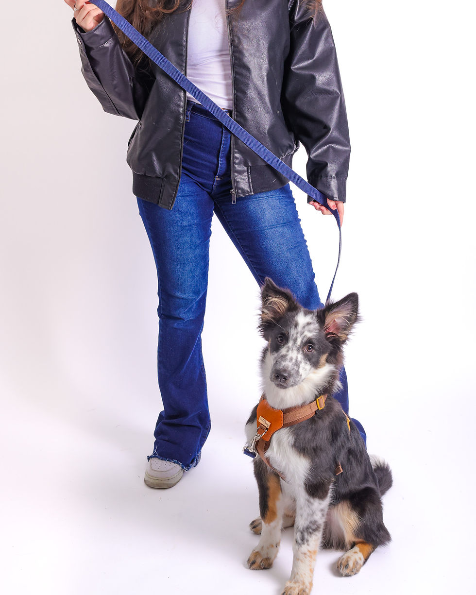 Thumbnail: Model dog standing with a Memoirs blue standard leash in soft lighting.
