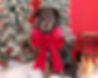 Limited-edition pet portrait featuring a thoughtfully designed studio set