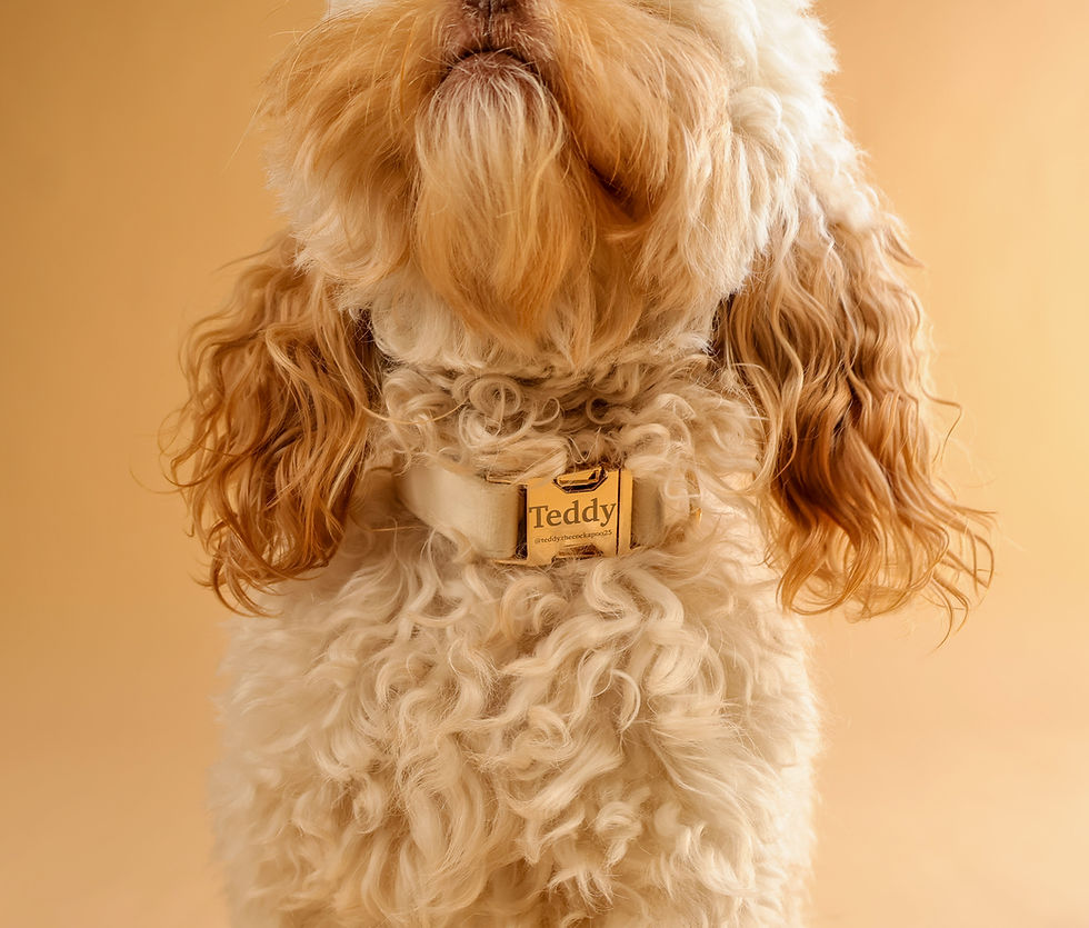 Dog With Gold Collar