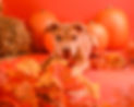 Elevated Halloween pet photoshoot designed to feel fun and tasteful
