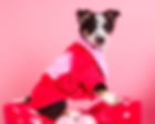 Valentine’s-inspired pet portrait styled with soft textures and warm tones