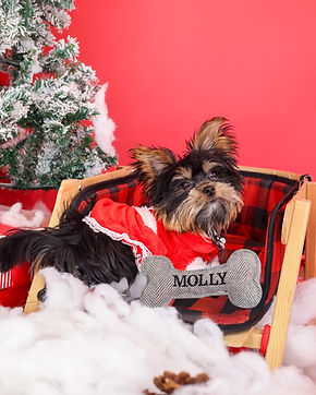 Special release pet photoshoot styled with intentional design elements